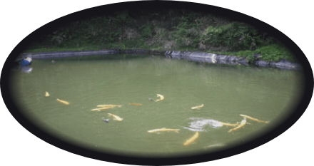 湧き水の池
