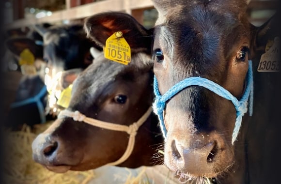 牛は飼うものではなく、愛情と汗の積み上げで創り上げるもの